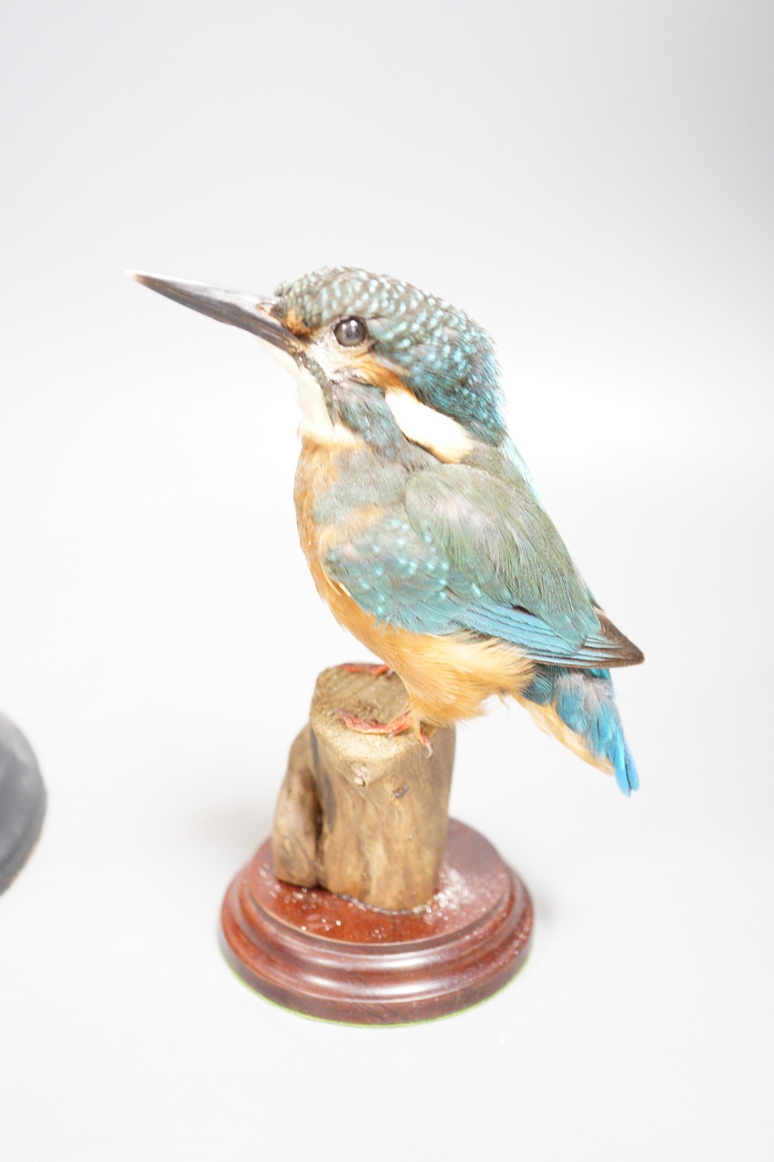 Taxidermy - a kingfisher and a ring ouzel, each under a glass dome, the tallest 30 cm (2)